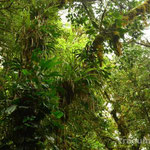Impressionen in Gruen - Der Nebelwald von Santa Elena