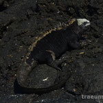 Marineinguana, Cerro Bruto (Isla San Christobal)