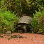 Riesenschildkroete im Giant Tortoise Reserve (Isla Santa Cruz)