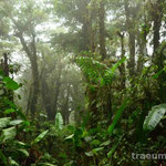 Impressionen in Gruen - Der Nebelwald von Santa Elena