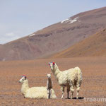 Alpakas auf dem Altiplano