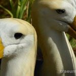 Albatrosspaerchen (Isla Espanola)