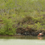 Ein einsamer Flamingo an der Playa de las Bachas (Isla Sant Cruz)