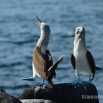 Ich zeig dir meine Fuesse - Paarungstanz der Blaufusstoelpel (Isla Lobos)