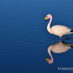 Flamingos in der Laguna Canapa