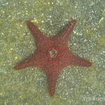 Unterwasserwelt vor der Isla Bartolome