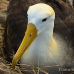 Albatross (Isla Espanola)