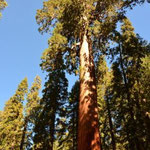 Giant Forest (Sequoia Nationalpark)