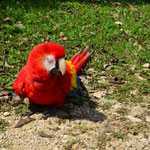 Ein bildschoener Vogel, der rote Ara