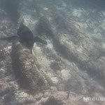 Galapagos Pinguin unter Wasser