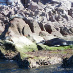 Seehundkolonie noerdlich der Isla Espiritus Santo
