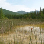 Supfgebiet bei den Liard River Hotsprings