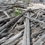 Treibholz im Pukaskwa Nationalpark