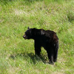 Schwarzbär am Alaska Highway
