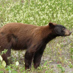 brauner Schwarzbär am Klondike Highway