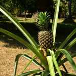 Frische Ananas gefaellig?