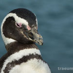 Magellan Pinguine auf der Peninsula Valdes