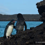 Galapagos Pinguine (Isla San Salvador)