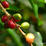 rote und gruene Kaffeekirschen an einem Strauch