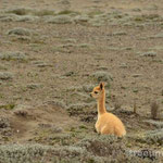 Vicuñas im Chimborazo Nationalpark