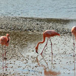 Flamingos auf der Isla Santa Maria