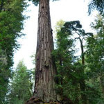 Kalifornischer Kuesten Redwood (Big Basin Redwoods State Park)