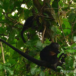 Affen im Parque Nacional Cahuita