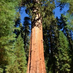 General Sherman Tree - mit einer Hoehe von 82,5m, einem Durchmesser von 11m und einem Volumen von 1,487qm der groesste Baum der Welt (Giant Forest, Sequoia Nationalpark)