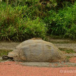 Riesenschildkroete im Giant Tortoise Reserve (Isla Santa Cruz)