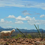 Desierto de la Tatacoa