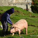 Impressionen vom Tiermarkt in Otavalo