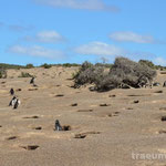 Magellan Pinguine im Reserva Provincial Punta Tombo