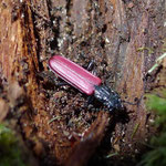 ４　ベニヒラタムシ　深紅の美しい甲虫