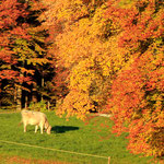 Zürcher Oberland