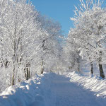 Allee zum Poppenreuther Berg von Mähring aus