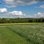 herrliche Landschaft bei Mähring im Oberpfälzer Wald - Bayern