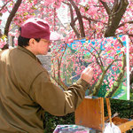 Kim Paints, Cherry Blossoms at Horace Mann School, 2007