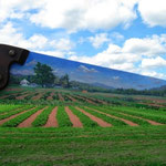 Lexington Flats, Farmed on Saw