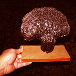 Shelf Mushroom (Verso)