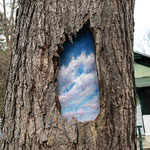 Clouds painted inside a naturally occurring smooth spot in a pine tree. 2023