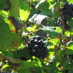 Pinot Meunier: raisin noir à jus blanc. Il se caractérise par sa souplesse. Le vin a de la rondeur, du bouquet et vieillit plus rapidement.