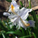 Iris japonica