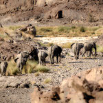 elephants aub canyon palmwag concession namibia