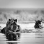 hippo lower zambesi | zambia 2021