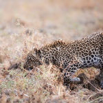 leopard lower zambesi | zambia 2021