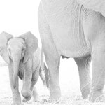 elephant lower zambesi | zambia 2021