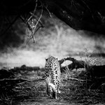 leopard lower zambesi | zambia 2021