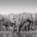 elephants lower zambesi | zambia 2021