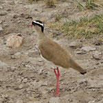 Crowned Lapwing  ｵｳｶﾝｹﾞﾘ