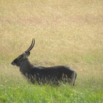Waterbuck ｳｫｰﾀｰﾊﾞｯｸ  ｵｽ